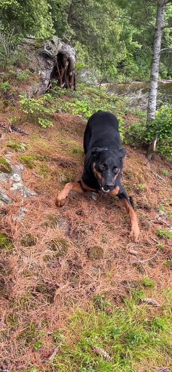A doberman rottweiler mix who graduated our classes with zoomies
