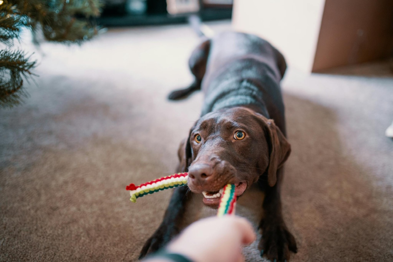 a-happy-chocolate-labrador-retriever-playing-tug-of-war-with-a-colorful-toy-inside-a-cozy-home