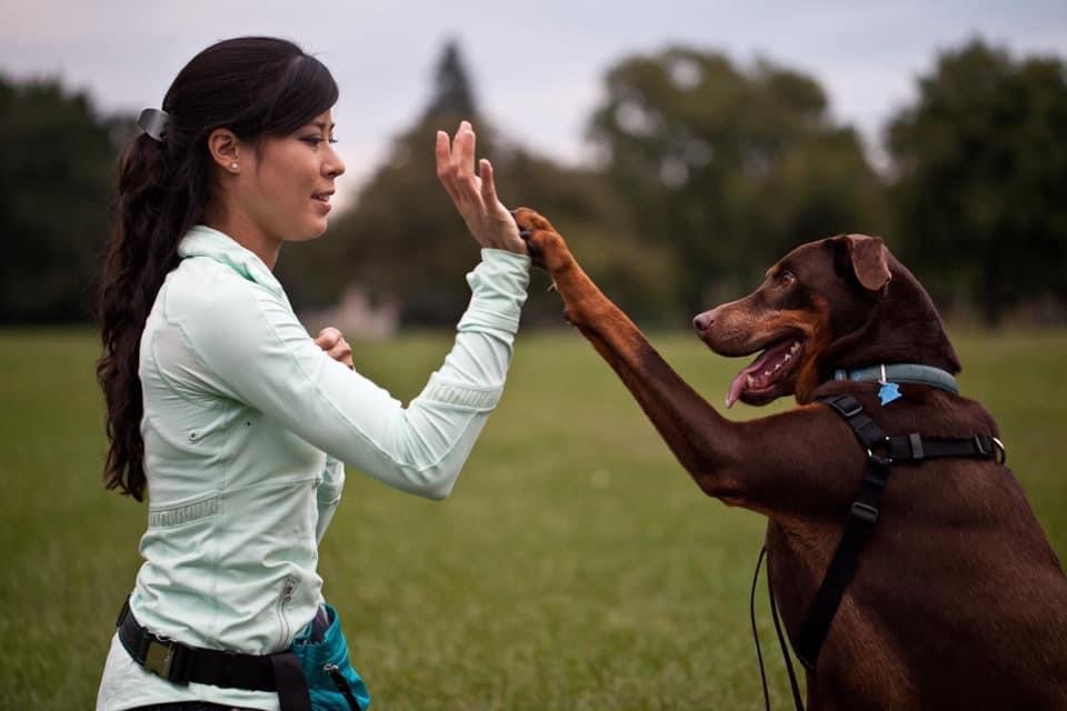 Dog trainer Sam DeJong showing high 5 trick with doberman